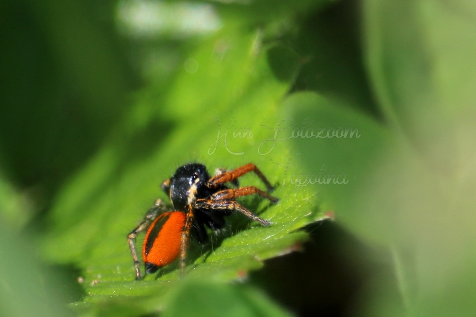 Philaeus chrysops - piros ugrópók