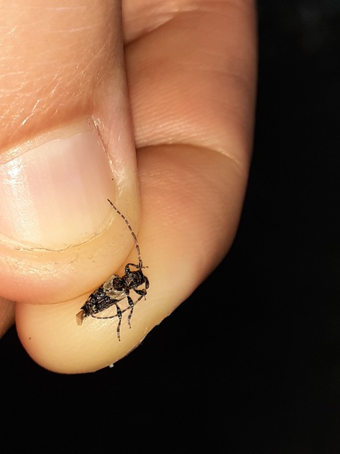 Pogonocherus hispidus - kéttövises ecsetcincér