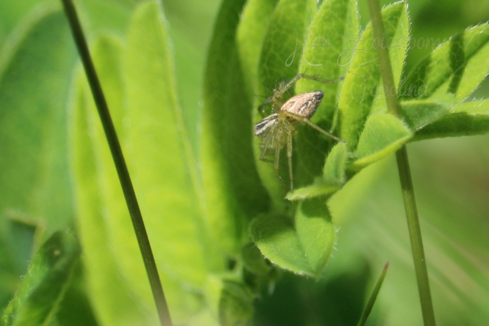 Oxyopes lineatus