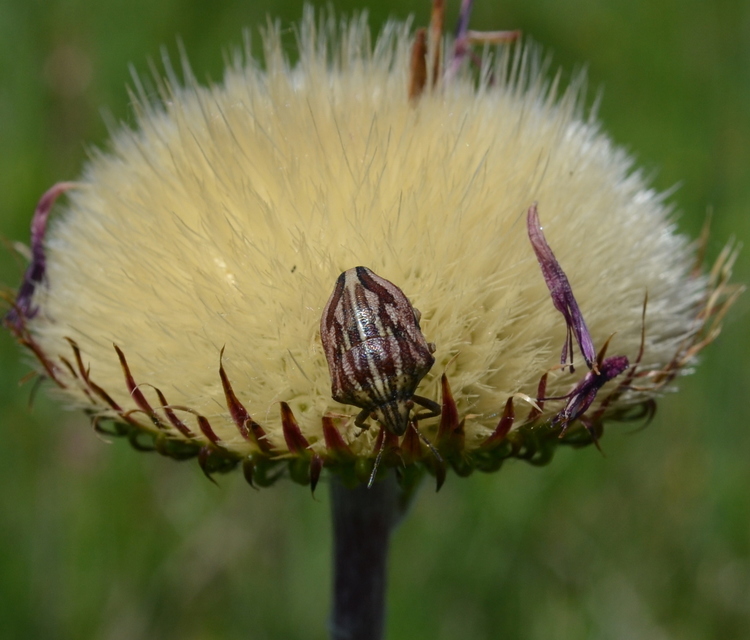 Odontotarsus purpureolineatus - tarka pajzsospoloska