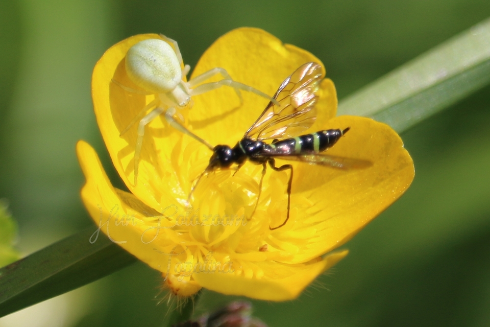Cephidae - szalmadarazsak