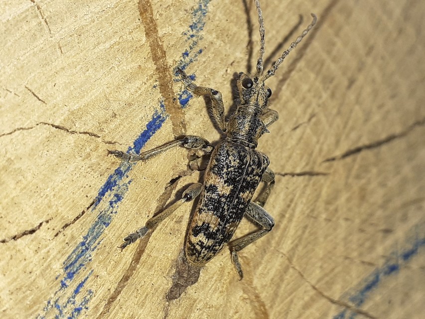 Rhagium sycophanta - tölgyes-tövisescincér