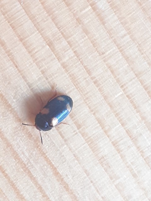 Mycetophagus quadripustulatus - négyfoltos gombabogár