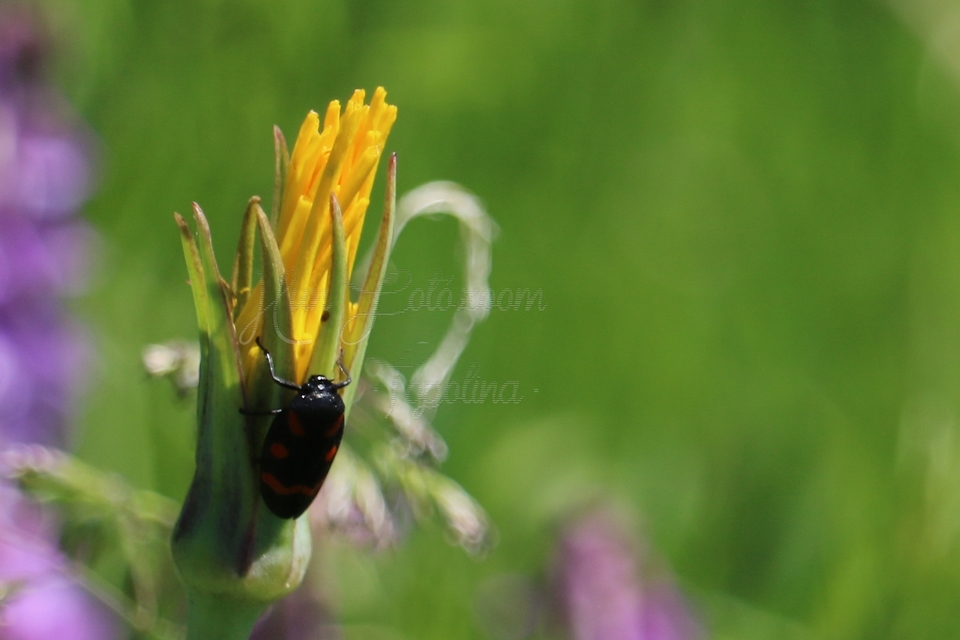 Cercopis arcuata/sanguinolenta