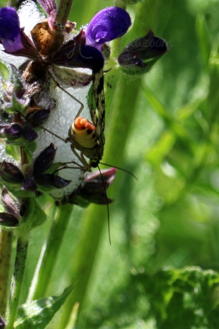 Panorpa vulgaris