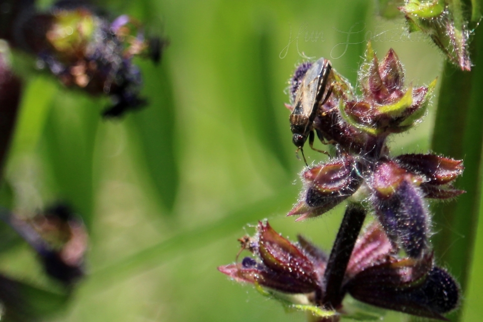 Platyplax salviae - zsályabodobács