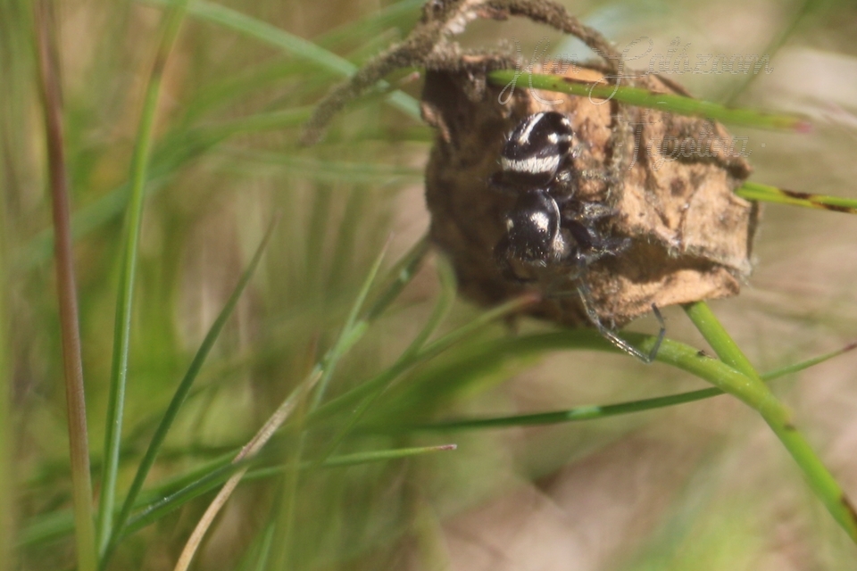 Pellenes nigrociliatus - csigás ugrópók