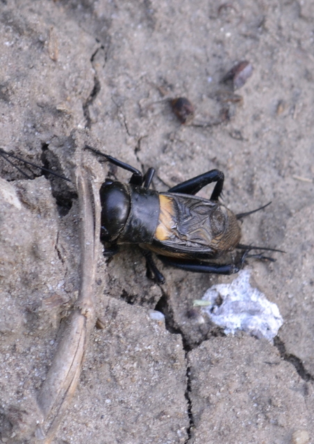 Gryllus campestris - mezei tücsök
