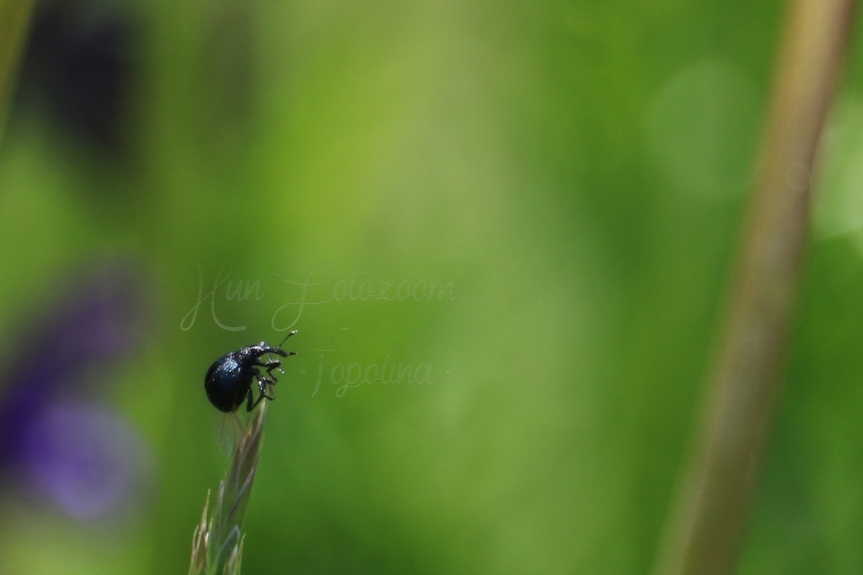 Holotrichapion