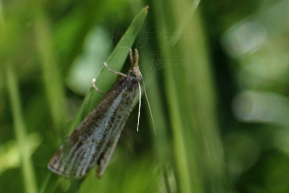 Thisanotia chrysonuchella - tavaszi fűgyökérmoly