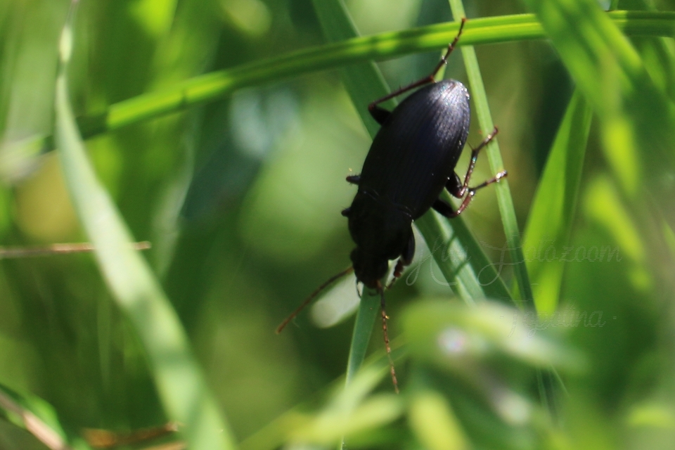 Calathus fuscipes - sokpontos tarfutó