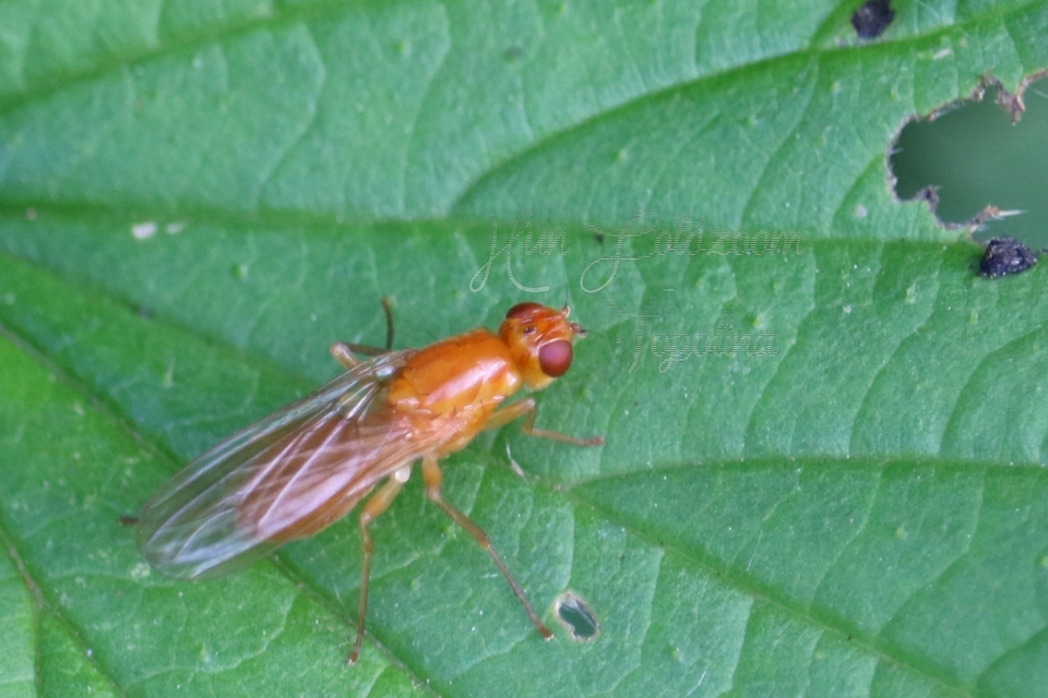 Psilidae - csupaszlegyek