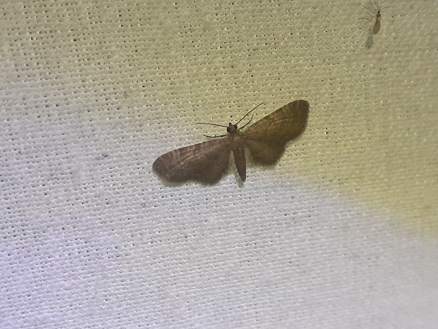 Eupithecia plumbeolata - ólomszínű törpearaszoló