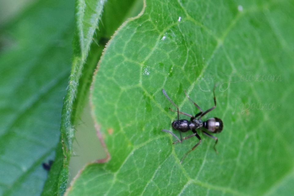 Formica fusca - kormos rabszolgahangya