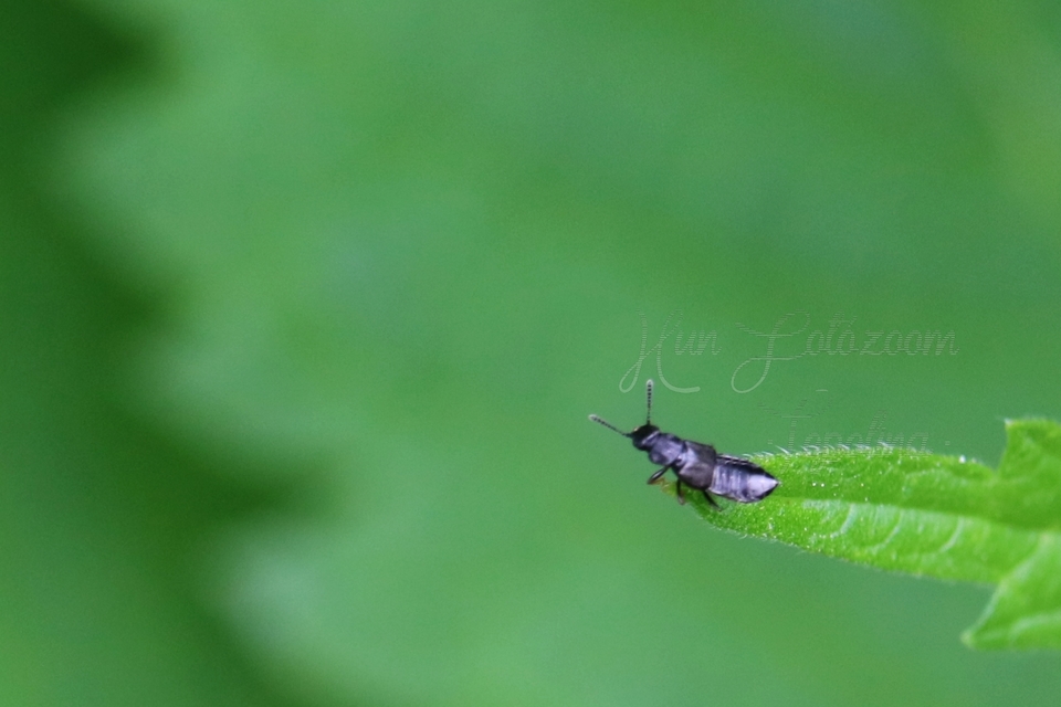 Anotylus Anotylus