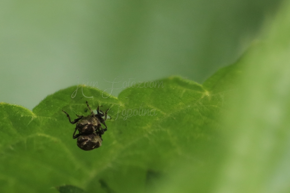 Nedyus quadrimaculatus - közönséges csalánormányos