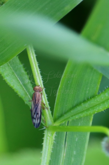 Opomyza