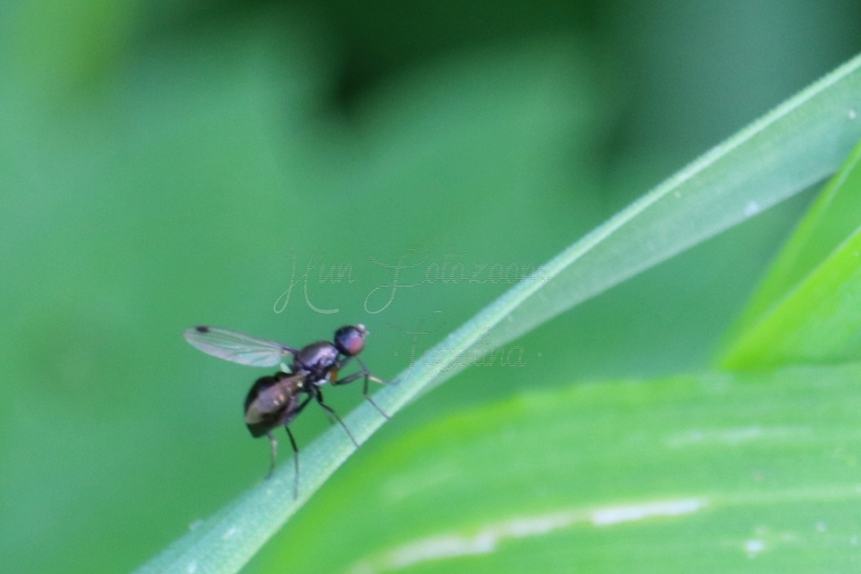 Sepsidae - billegetőlégyfélék