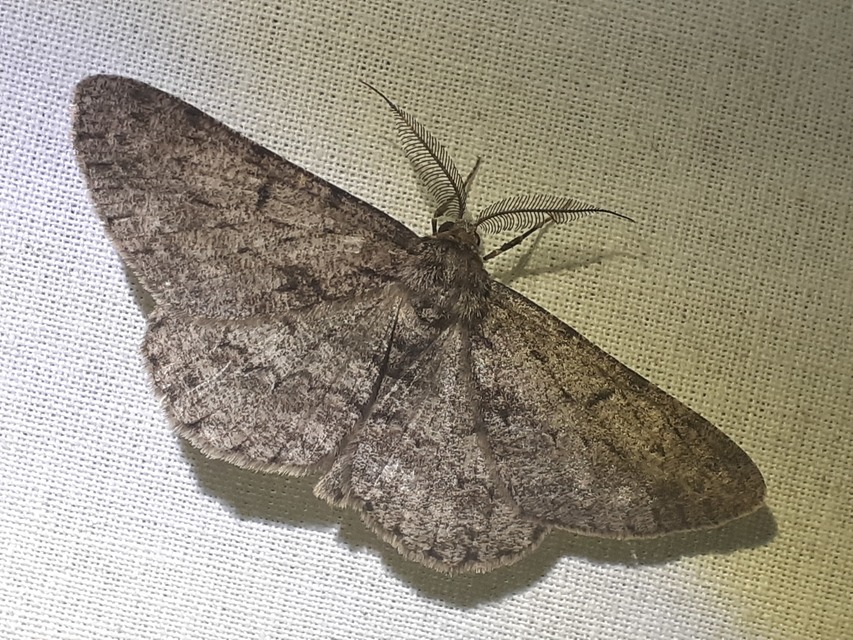 Hypomecis roboraria - nagy tölgyfaaraszoló