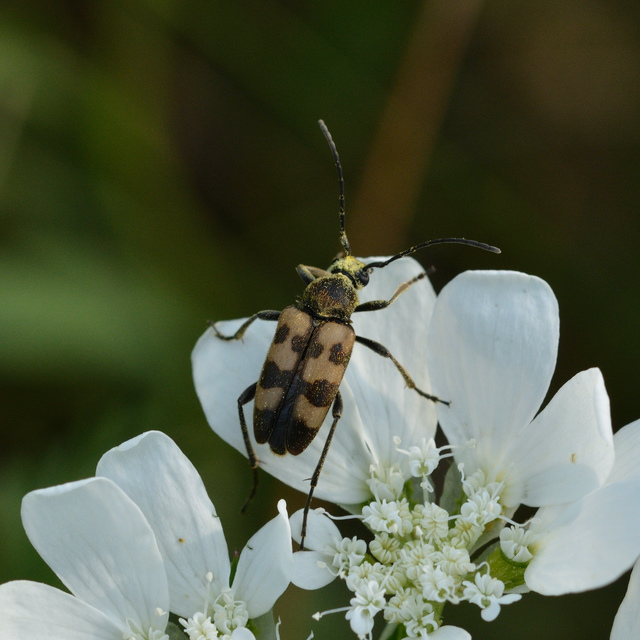 Pachytodes erraticus - rajzos virágcincér