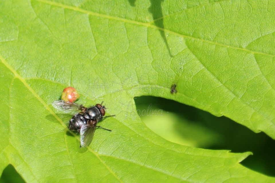 Pollenia