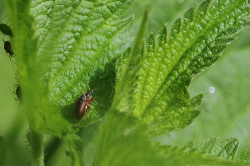 Phyllobius oblongus - közönséges levélormányos