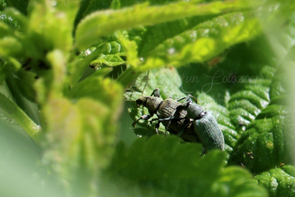 Phyllobius pomaceus - csalán-levélormányos