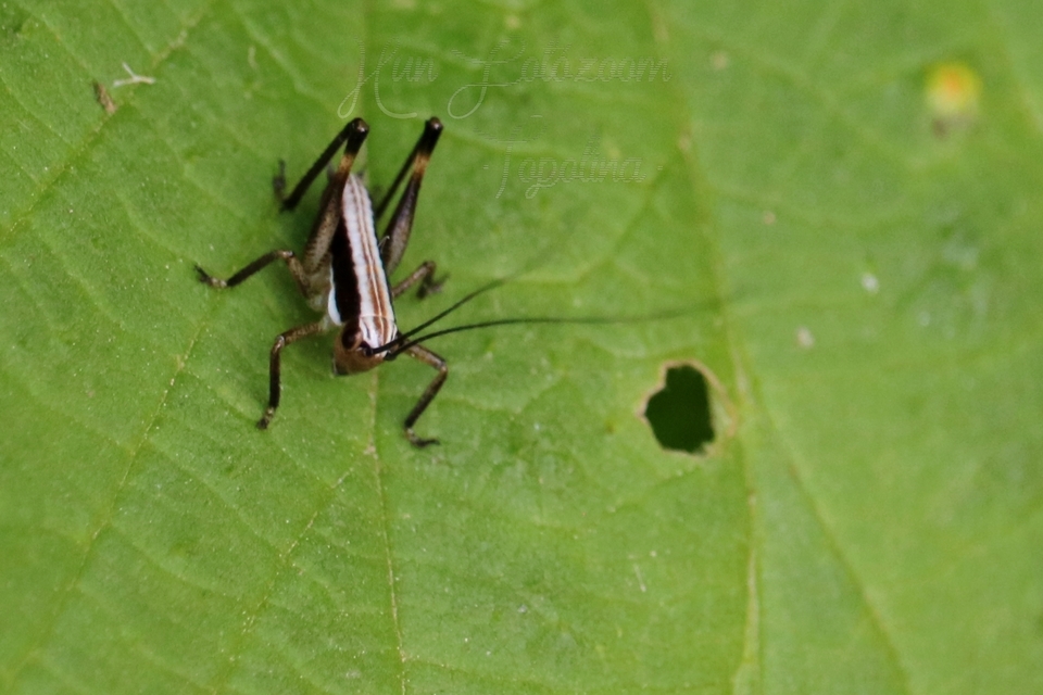 Pachytrachis gracilis - karcsú szöcske