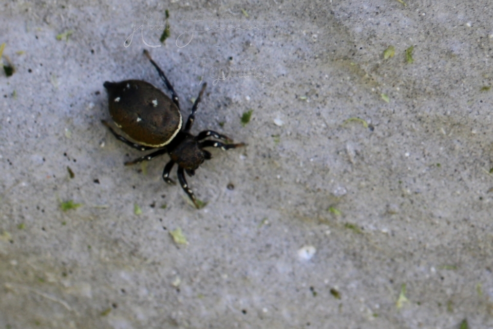 Heliophanus