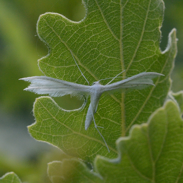Pterophorus pentadactyla - fehér tollasmoly