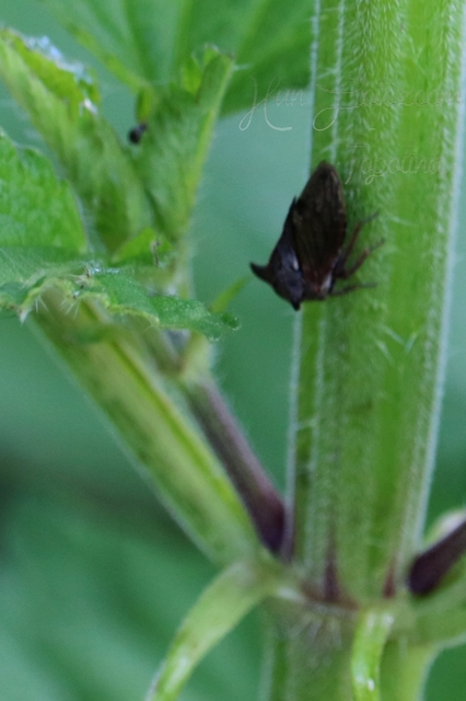 Centrotus cornutus - szarvaskabóca
