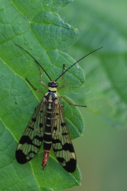 Panorpa communis/vulgaris