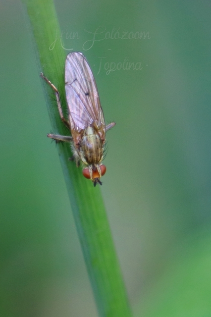 Scathophaga stercoraria - közönséges trágyalégy