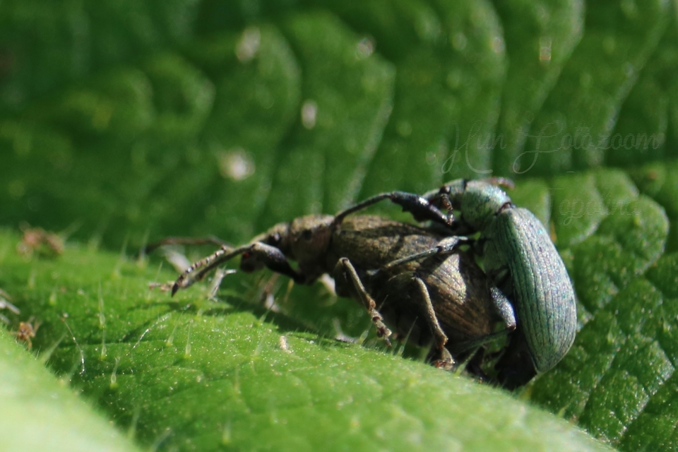 Phyllobius pomaceus - csalán-levélormányos