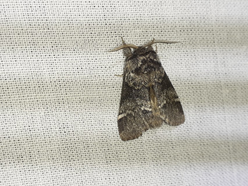 Drymonia dodonea - bélyeges púposszövő