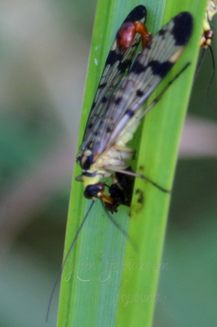 Panorpa communis/vulgaris