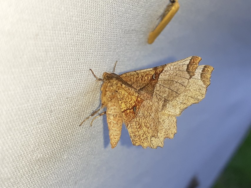 Selenia lunularia - egyfoltos holdasaraszoló