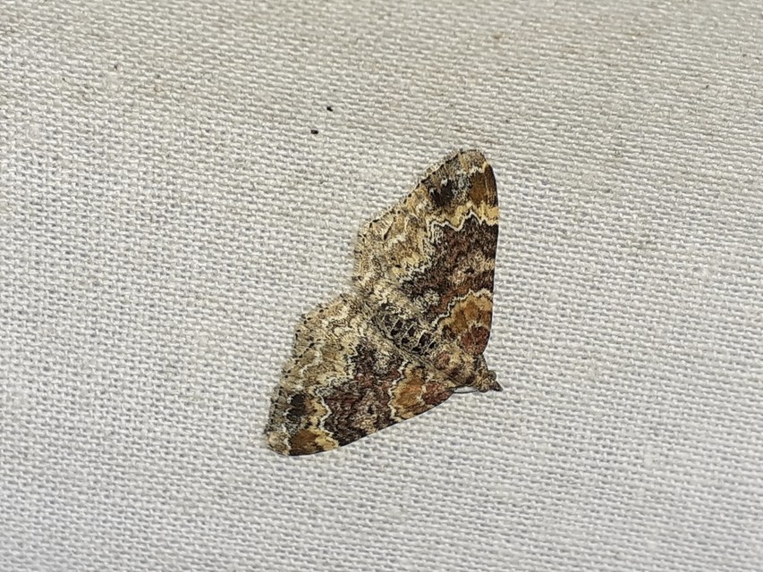 Xanthorhoe spadicearia - sávos tarkaaraszoló