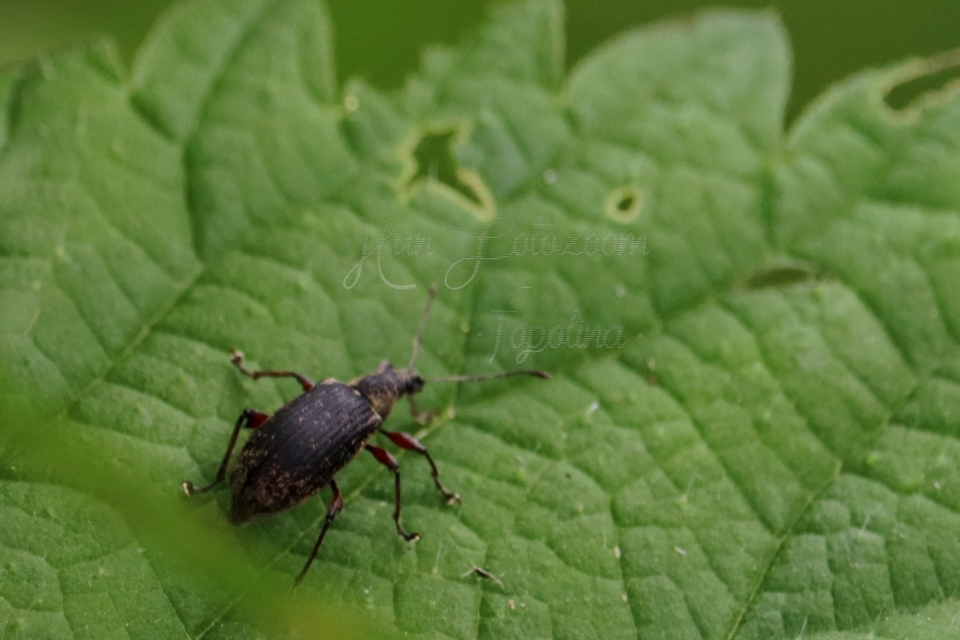 Phyllobius pomaceus - csalán-levélormányos