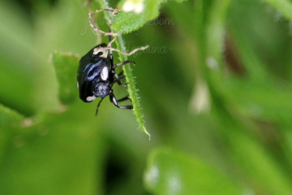 Tritomegas bicolor - foltos földipoloska