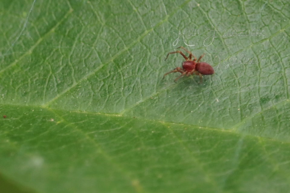 Nigma flavescens - vöröslő hamvaspók