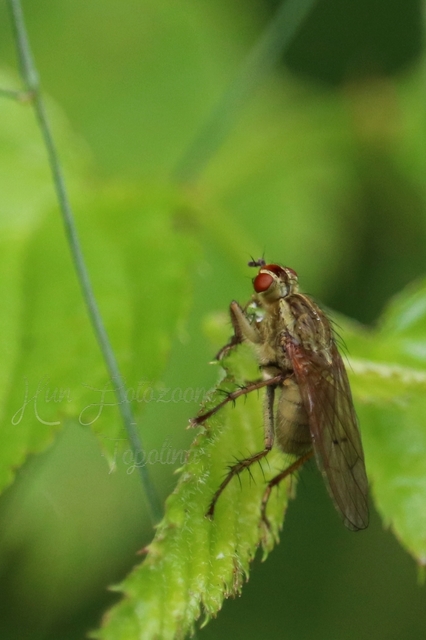 Scathophaga stercoraria - közönséges trágyalégy