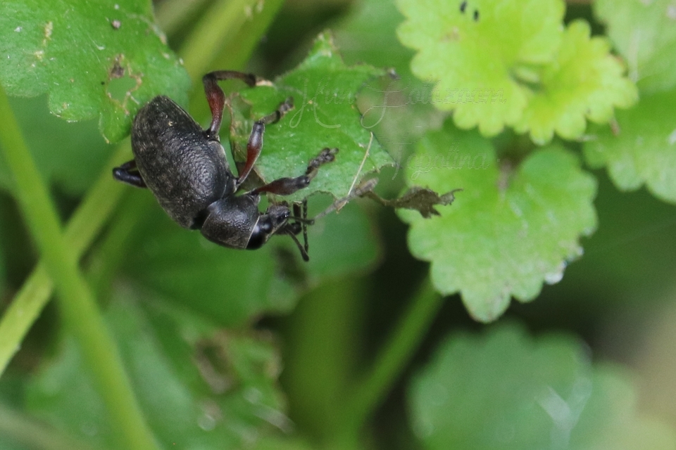 Dodecastichus