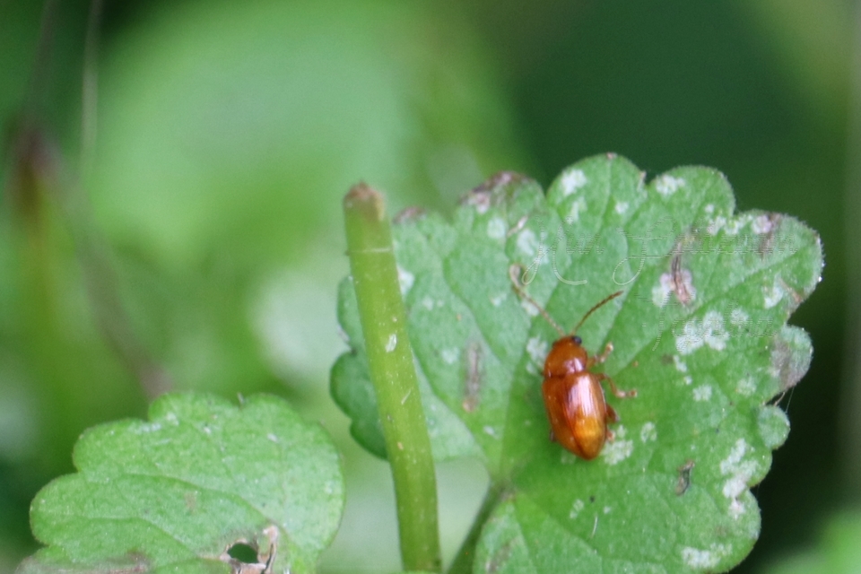 Neocrepidodera