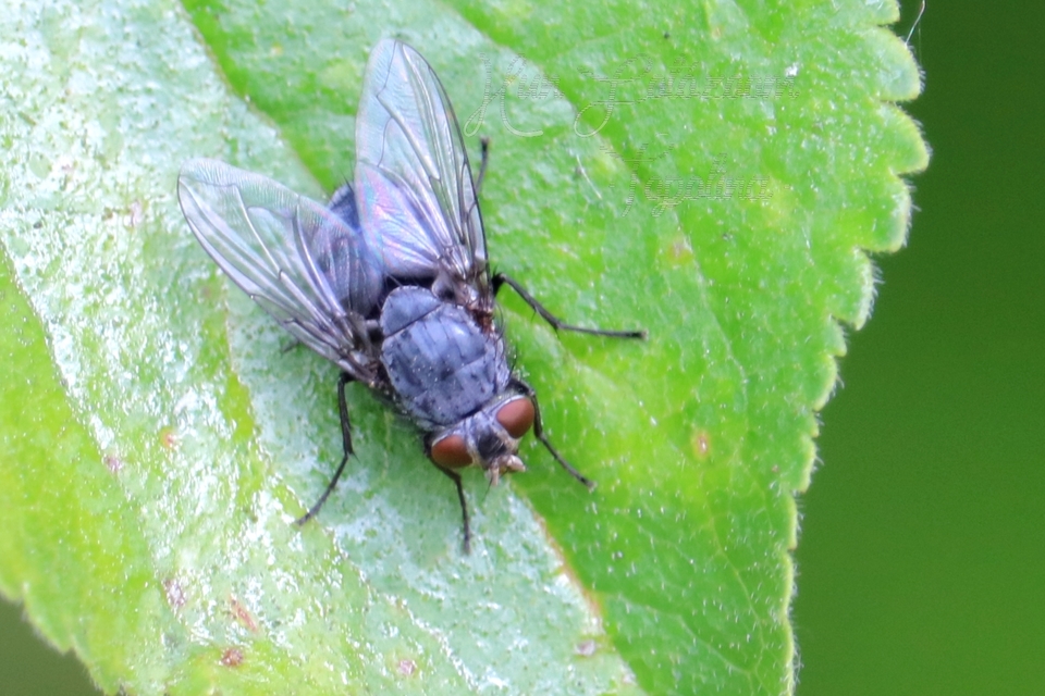 Calliphora