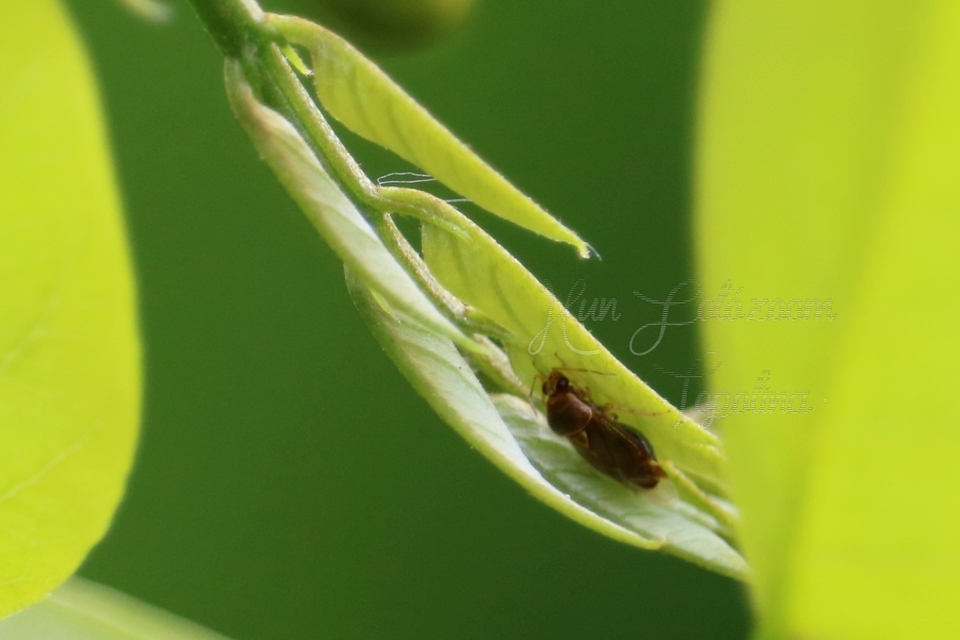 Deraeocoris lutescens - sárgás mezeipoloska