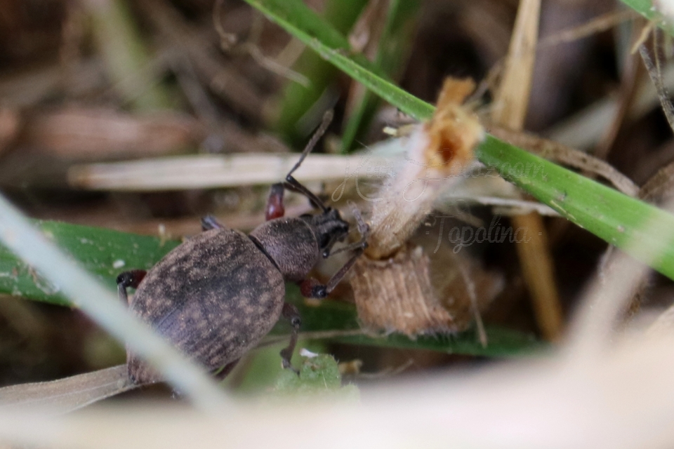Dodecastichus