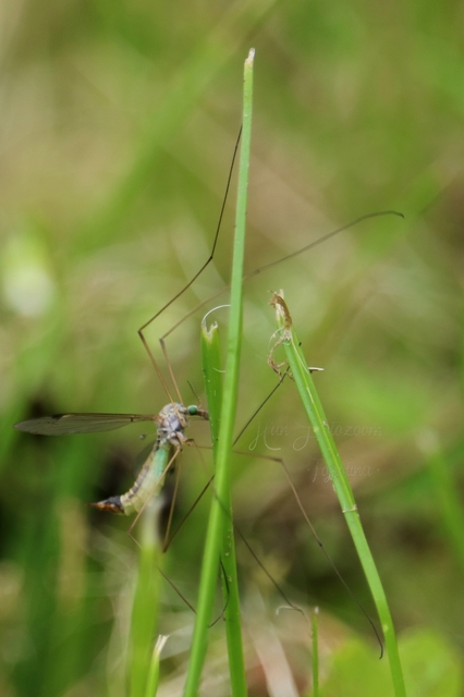 Tipula
