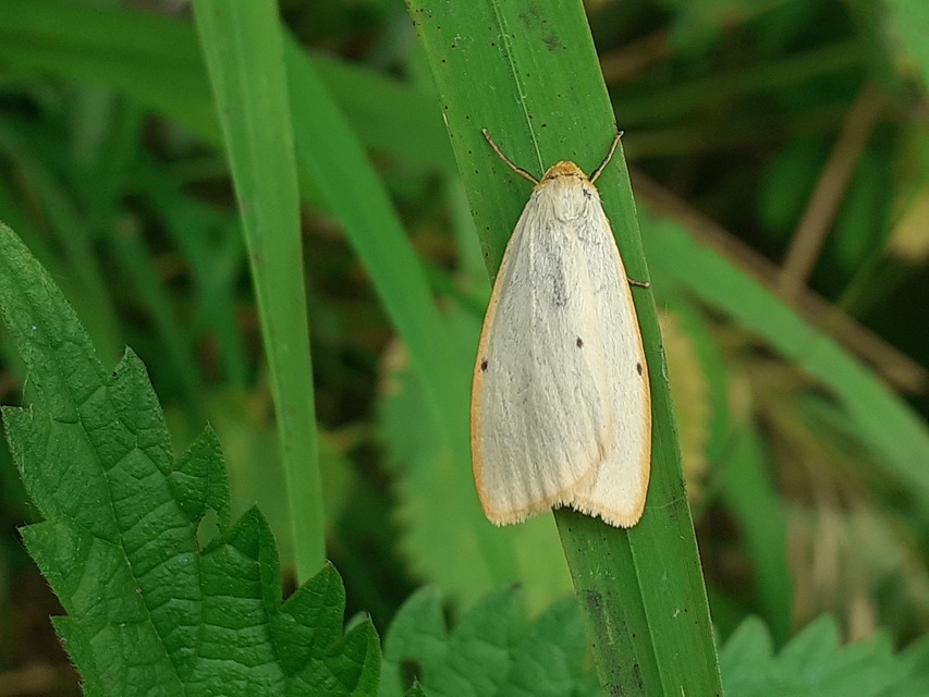 Cybosia mesomella - csontszínű molyszövő