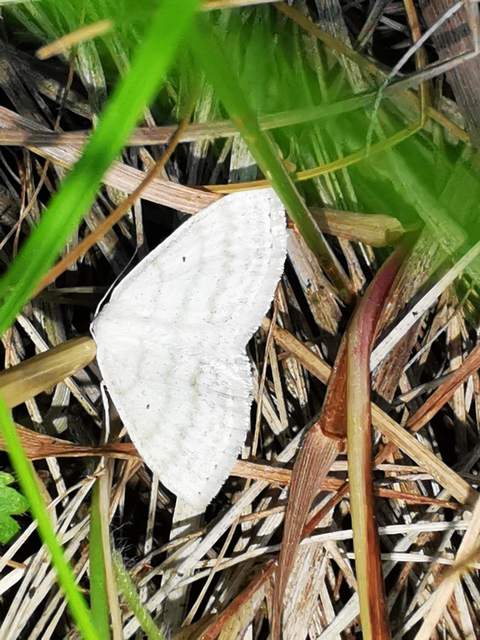 Scopula caricaria - mocsári fehéraraszoló